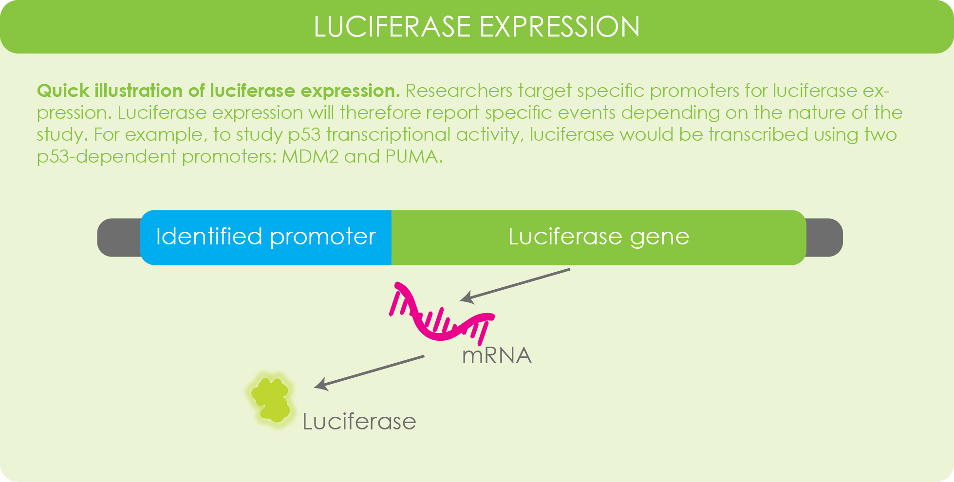 A Deep Overview of Bioluminescence Imaging (BLI) GoldBio